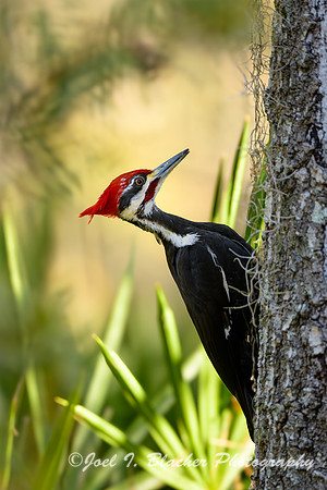 Pileated-Woodpecker-Okefenokee