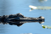 American-Alligator-Headshot-Okefenokee