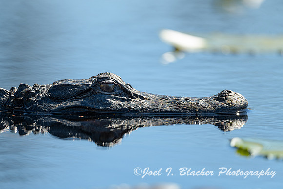 American-Alligator-Headshot-Okefenokee