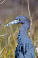 Shorebirds and Waders