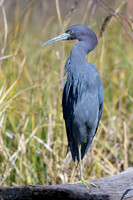 Little-Blue-Heron-2-Okefenokee