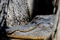 American-Alligator-Headshot-2-Okefenokee