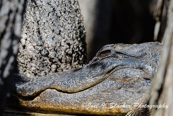 American-Alligator-Headshot-2-Okefenokee