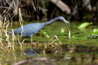 Little-Blue-Heron-Fishing-Okefenokee