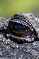 American-Alligator-Okefenokee-Reflection