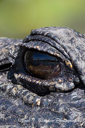 American-Alligator-Okefenokee-Reflection
