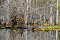 American-Alligator-in-Cypress-Okefenokee