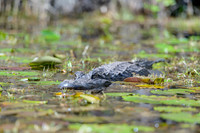 Reptiles & Amphibians