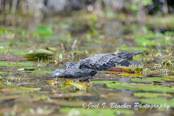American-Alligator-In-Lillypads-Okefenokee