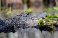 American-Alligator-Headshot-in-Lillies-Okefenokee