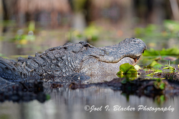 American-Alligator-Headshot-in-Lillies-Okefenokee