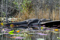 American-Alligator-on-Cypress-Log-Okefenokee