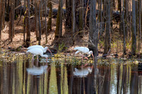 Ibisis-Feeding-at-Forest-Edge-Suwannee-River-Sill-Okefenokee