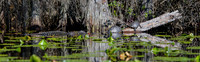 American-Alligator-and-Yellow-bellied-Sliders-Okefenokee