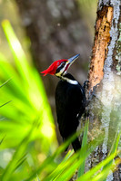 Woodpeckers and Nuthatches