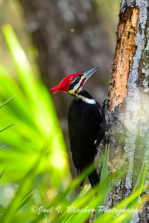 Pileated-Woodpecker-2-Okefenokee