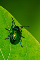 Arachnids, Insects, and Other Inverts