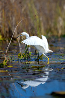 Snowy-Egret-Okefenokee