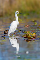 Shorebirds and Waders
