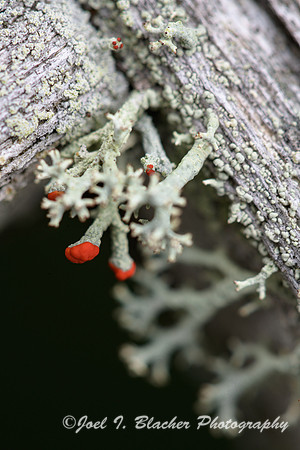 British-Soldier-Lichen-Marietta-GA
