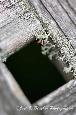 British-Soldier-Lichen-2-Marietta-GA