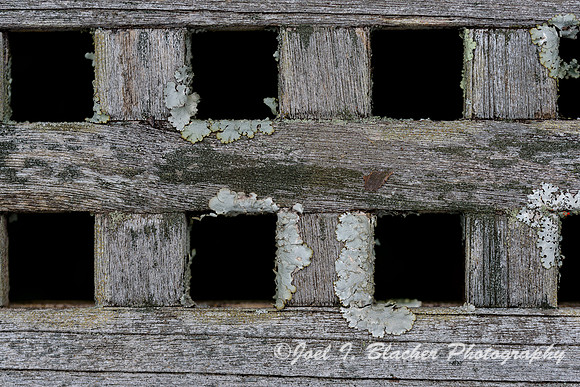 Lichen-Lattice