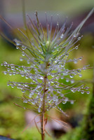 Dew-on-Pine-Sapling