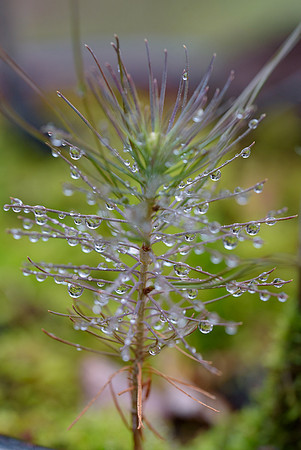 Dew-on-Pine-Sapling