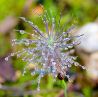 Dew-on-Pine-Sapling-2