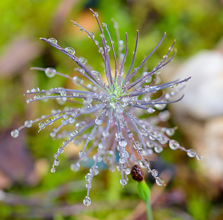 Dew-on-Pine-Sapling-2