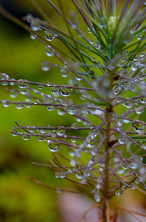 Dew-on-Pine-Sapling-3