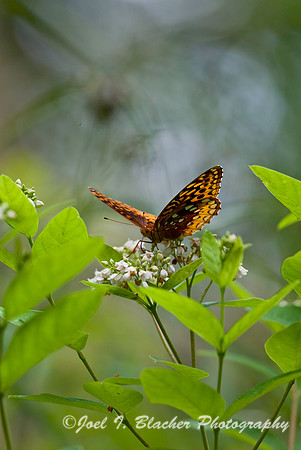 Gulf Fritillary.jpg