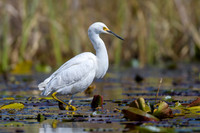 Snowy-Egret-in-Lillies-2-Okefenokee