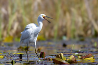 Shorebirds and Waders