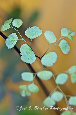 Maidenhair Fern 2, Adiantum sp.jpg