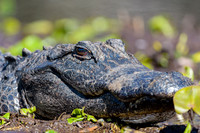 Reptiles & Amphibians