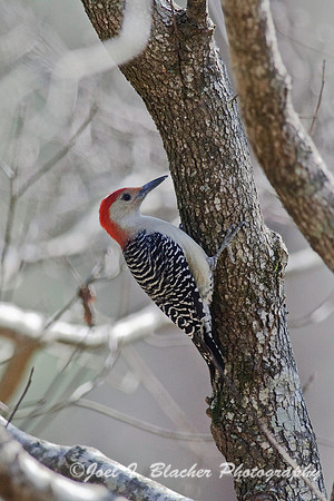 Red-Bellied Woodpecker 1a.jpg