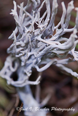 Carbon Antlers 2, Smithgall Woods.jpg