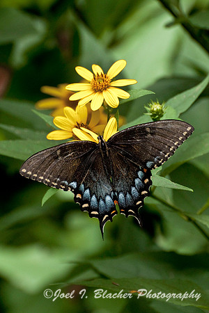 Black Swallowtail, Big Trees FP