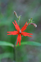 Flowers, Grasses, & Bog Plants