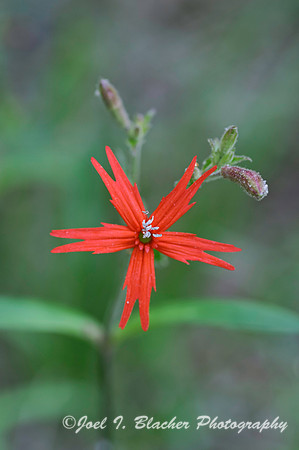 Fire Pink 2.jpg