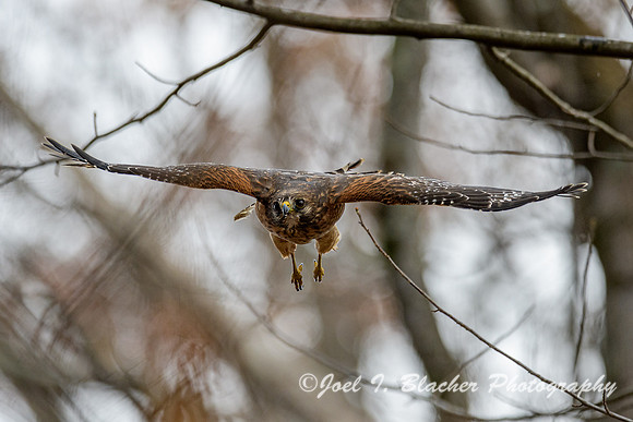Red-shouldered-Hawk-in-Flight