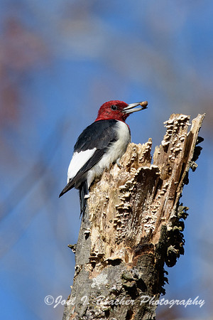 Red-headed-Woodpecker-Island-Ford-3
