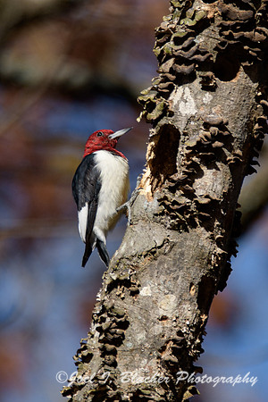 Red-headed-Woodpecker-Island-Ford-2