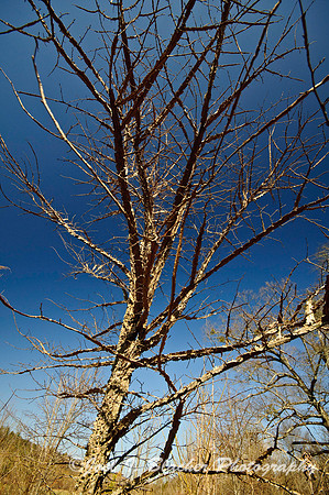 Sweetgum and Sky.jpg