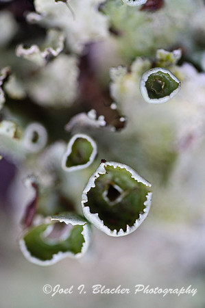 Cup Lichen 3.jpg