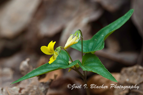Halberd Leaf Violet.jpg