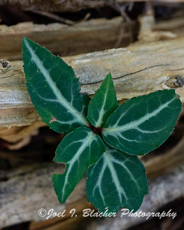 Pipsissewa.jpg