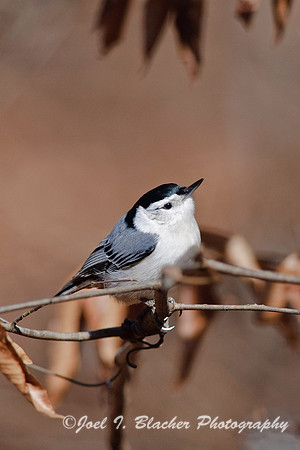 White-Breasted Nuthatch 5, Big Trees FP.jpg