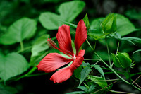 Flowers, Grasses, & Bog Plants